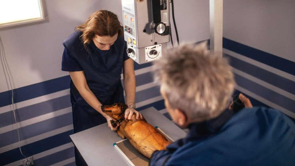 Equipo de Rayos X Veterinario